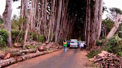 tn7-tala-de-arboles-de-cipres-en-san-rafael-provoca-rechazo-de-vecinos-de-el-tirol-140225