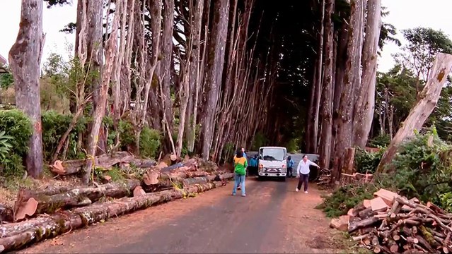 tn7-tala-de-arboles-de-cipres-en-san-rafael-provoca-rechazo-de-vecinos-de-el-tirol-140225