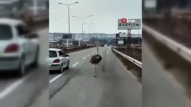 Çiftlikten kaçan firari deve kuşu sürücülere zor anlar yaşattı