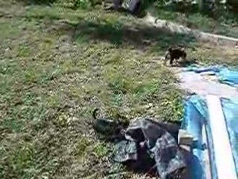 CHIOTS YORKSHIRE TERRIER