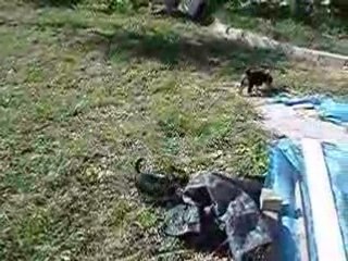 CHIOTS YORKSHIRE TERRIER