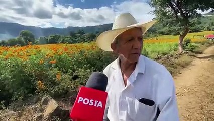 Paxtepec se llena de color: Festival de Cempasúchil y girasoles este octubre