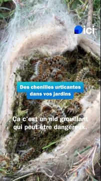 Des chenilles urticantes dans vos jardins
