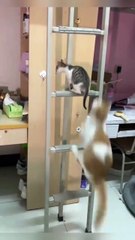 Beautiful cat fanny #new fanny