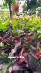 ¿Quieres saber como cuidar las plantas en otoño e invierno?