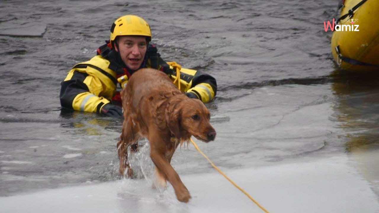 Leur Golden Retriever tombe dans les eaux glaciales d’une rivière : ils ont un réflexe qui va lui sauver la vie