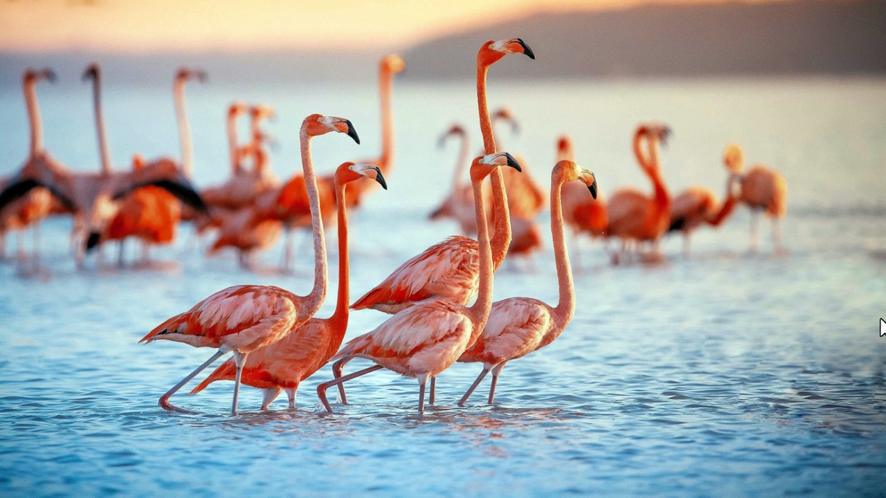 نظام أندرويد متكامل للكمبيوتر وداعا محاكيات الأندرويد