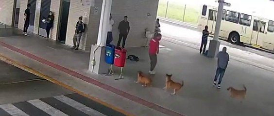 homem agride cachorro com machadinha em terminal de ônibus