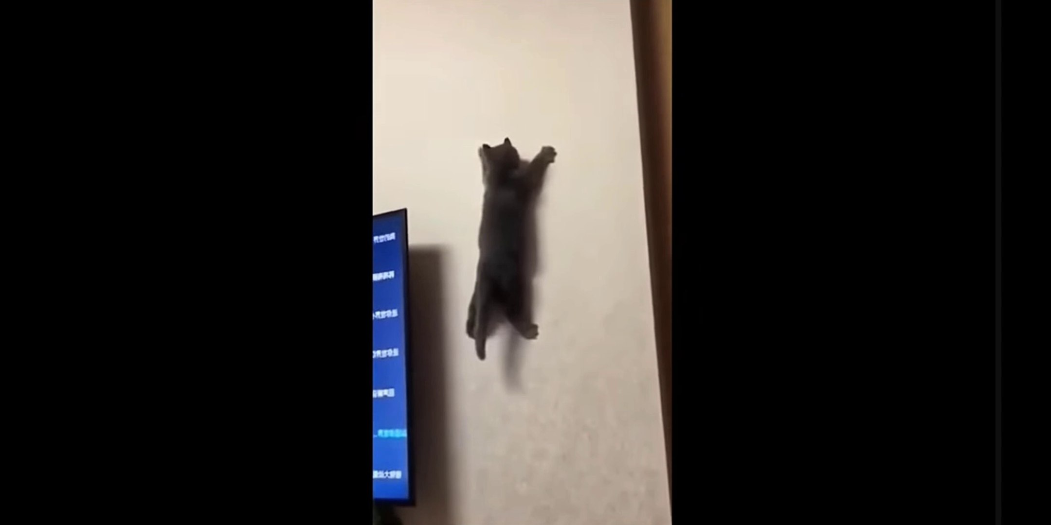 Cats funny moments 😂|Animal funny moments|Hilarious reactions 🤣