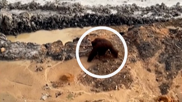 En Indonésie, la vidéo désolante d'un orang-outan perdu dans une mine à ciel ouvert