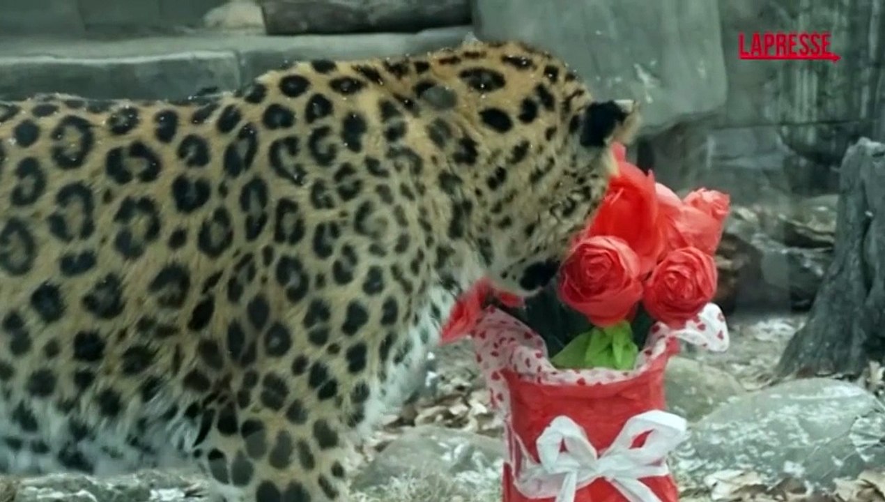 San Valentino anche per gli animali, cuori e fiori per gli ospiti del Brookfield Zoo di Chicago