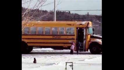 El gato que vigila el autobús hasta que se suben todos los niños: "Les protege"