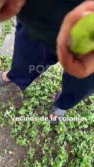 Piden vecinos salvar nogales ante plagas