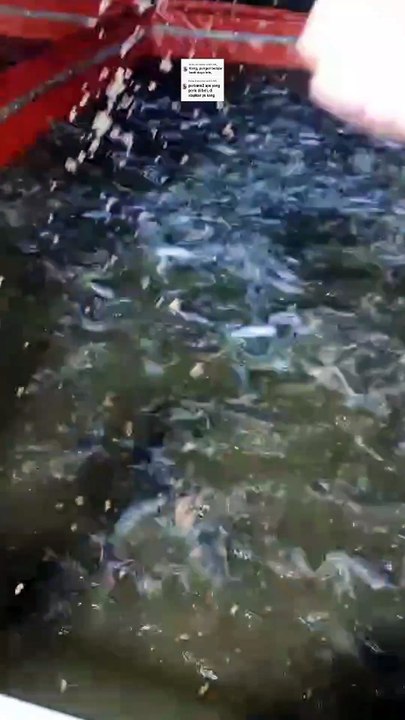 Apa yang harus disiapkan jika ingin belajar budidaya ikan lele