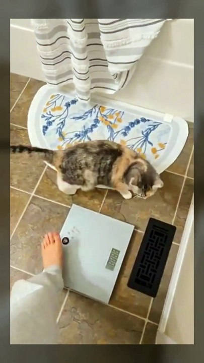 Pretty much my cat when she sees me filling up her bowl