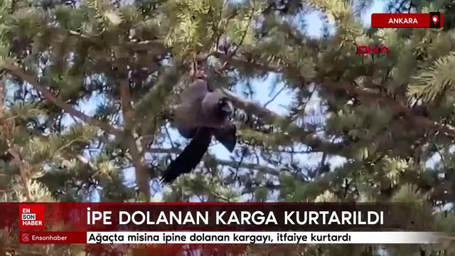 Ankara'da ağaçta misina ipine dolanan kargayı, itfaiye kurtardı
