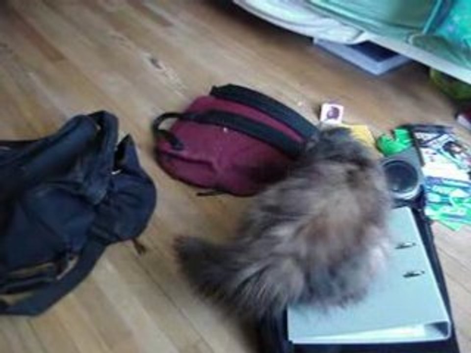 chat en action