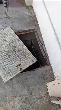 Protección Civil Nuevo León rescata gatito atrapado en registro de CFE