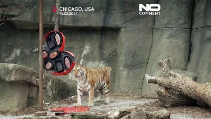 Allo zoo di Chicago gli animali festeggiano San Valentino