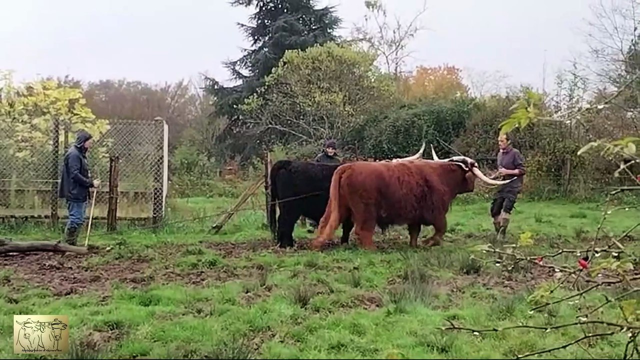 Début du travail avec une paire de bœufs Highland chez Charly Derian 2025