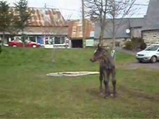 Galop de la pouliche