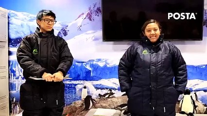 ¿Te gustaría interactuar con pingüinos?, en Sealand puedes vivir la experencia