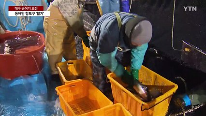 대구 금어기 조정한 강원 동해안...항포구 '활기' / YTN