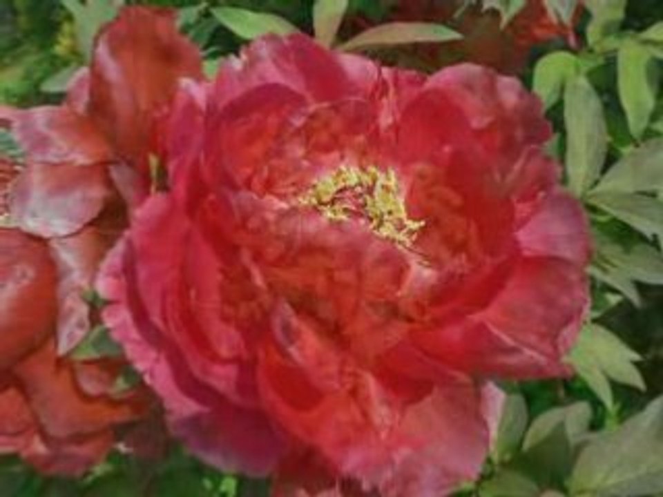 LES PIVOINES