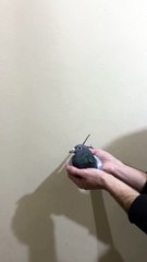 PL 14-0265-5269 DİŞİ: Detaylı Bilgi ve Güncel Durum