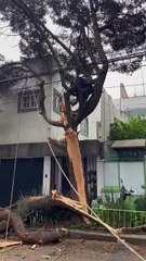 Lluvias causan caída de árbol en la colonia Del Valle Sur