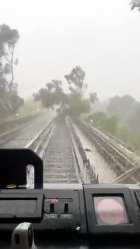 Cae árbol a vías de Línea 4 del STC Metro y se suspende servicio por lluvia