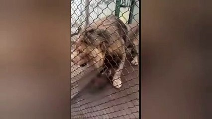 Rescatan un león y cinco mapaches en Zinacantepec (VIDEO)