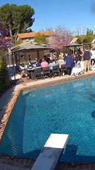 ¡Santo perrocristo! Perro camina sobre el agua (VIDEO)