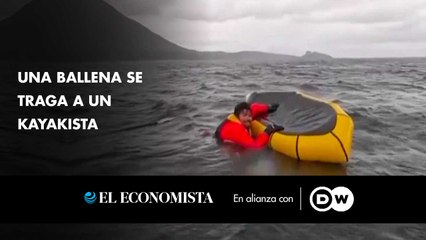 Una ballena se traga a un kayakista 