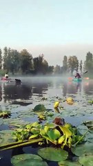 Las vaquitas marinas de Xochimilco sorprenden a los turistas (VIDEO)
