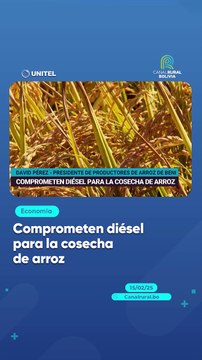 Comprometen diésel para la cosecha de arroz
