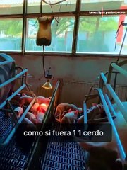Cría de Cerdos en la UAT: Innovación y Educación en la Facultad de Veterinaria