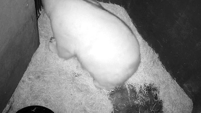 Aquário de São Paulo anuncia nascimento de seu primeiro urso-polar