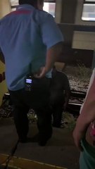 Cae hombre ebrio en las vías del metro en Talleres