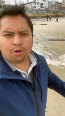 Mar arrojó piel de ballena jorobada en Playas de Tijuana | VIDEO