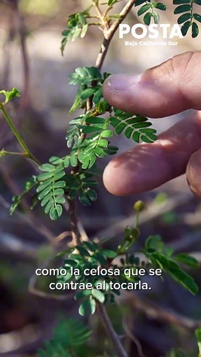 Arroyo de Las Plantas: una ruta de senderismo interpretativo en La Paz