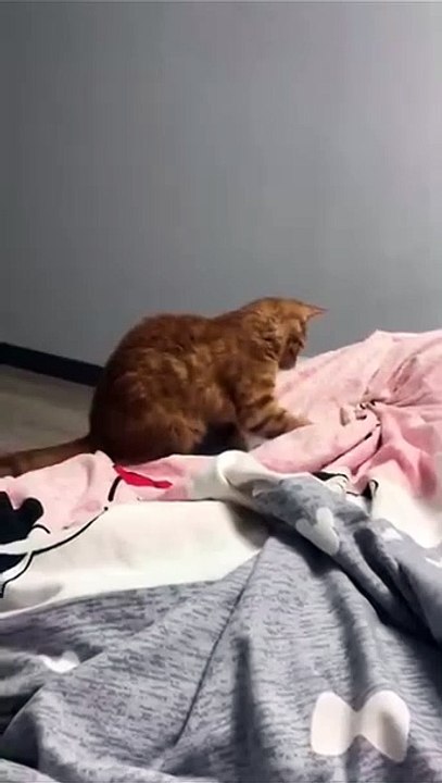 Schlaue Katze öffnet Tür! 20250215