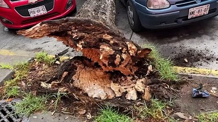 Cae árbol y daña dos autos y un poste de concreto en Venustiano Carranza