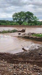 ¡El pego! Perro se mete a río y se lo lleva la corriente (VIDEO)