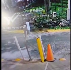 Coyote ataca a gato y se lo lleva en Dominio Cumbres (VIDEO)