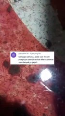 Kenapa pemijahan lele banyak yang gagal dimusim hujan, itu karena❓