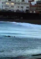 Enorme tiburón causa pánico en playa de Gran Canaria, España