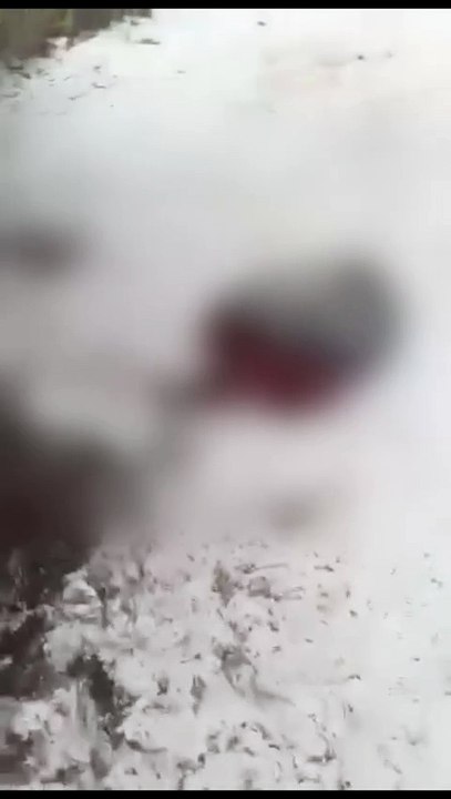 Protege a las tortugas: Ataques de perros en Telchac Puerto alertan a comunidad