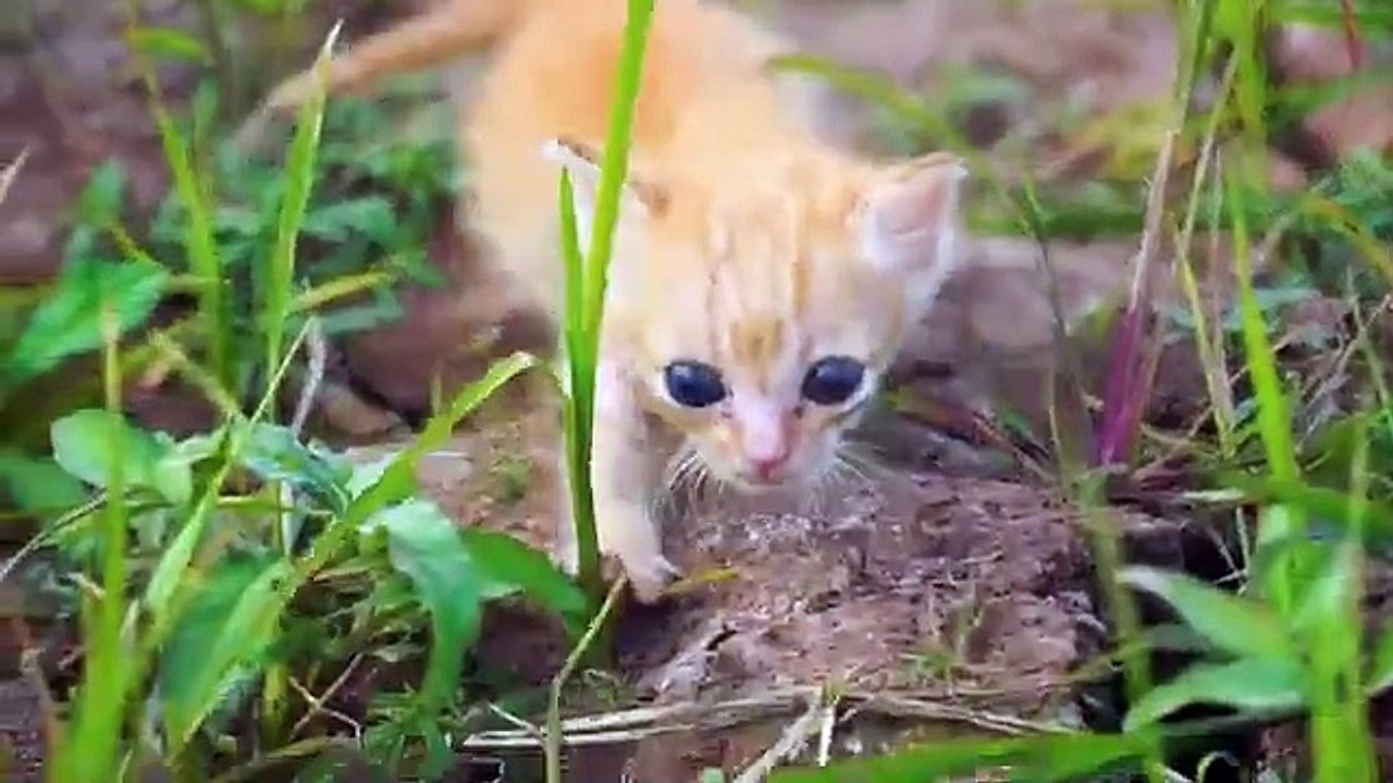 Adorable moments between cats and animals： Dog, chicken, duck, cow, horse - Kitten meows