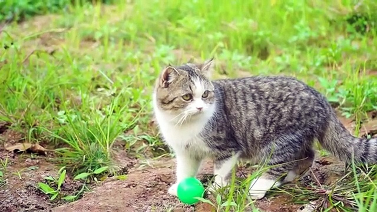 Kitten crawling around animals： Pig, rabbit, duck, dog, horse - Cat meowing